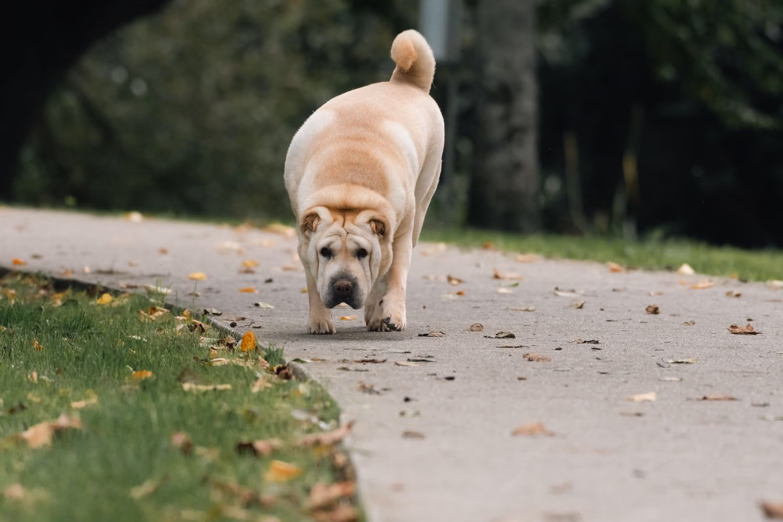 Placeholder photograph of a cream Shar Pei walking down a path scattered with fallen leaves, standing in for a picture of the brothers