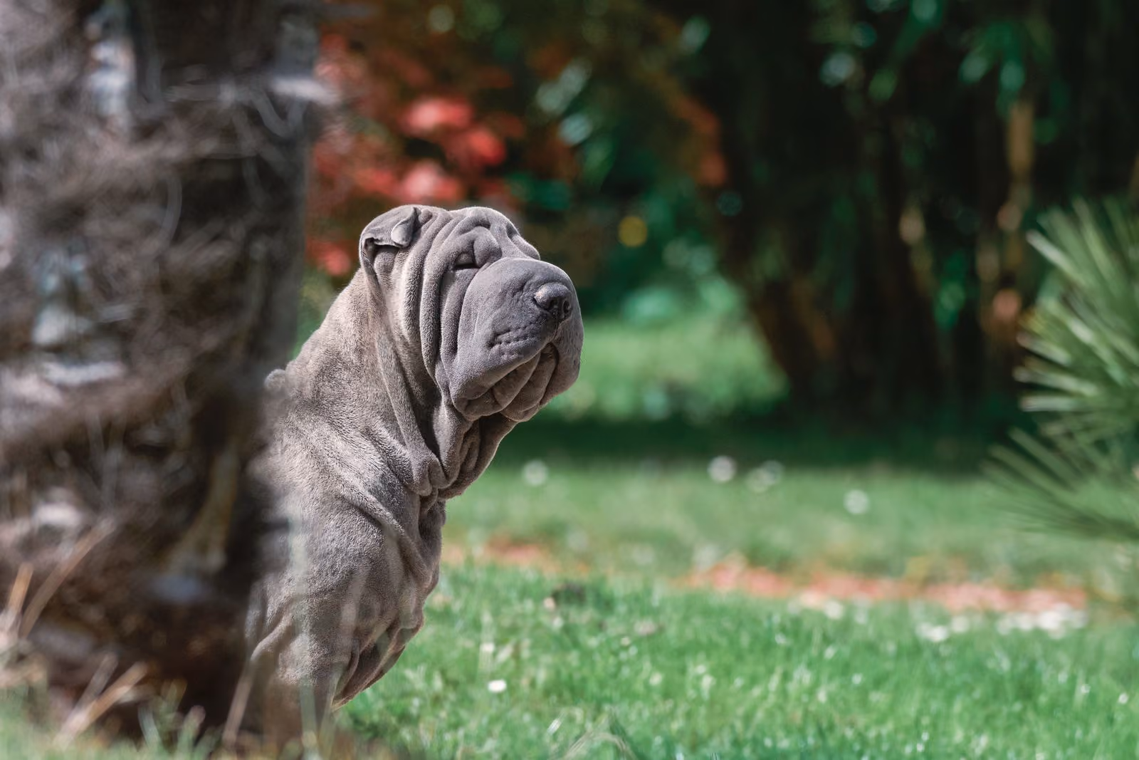 Placeholder photograph of a grey Shar Pei standing in a garden with its head turned to one side, standing in for a picture of the brothers