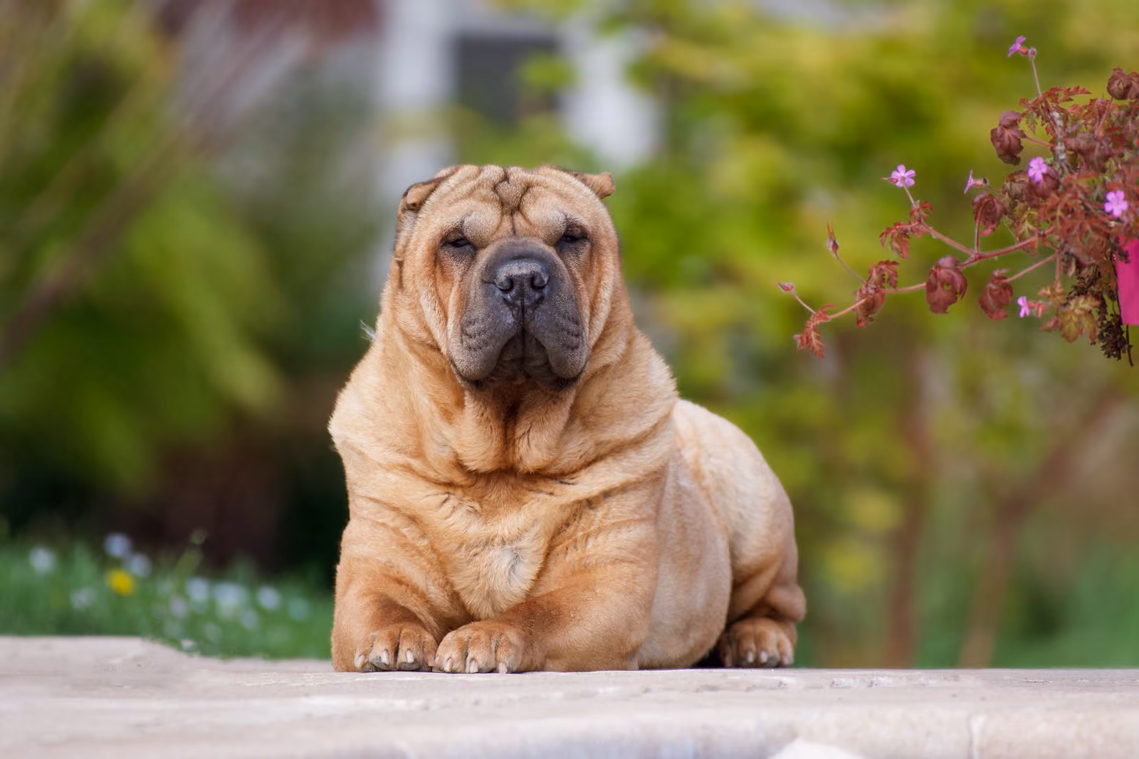 Placeholder photograph of a tan Shar Pei lying stretched out on a low garden wall, standing in for a picture of the brothers