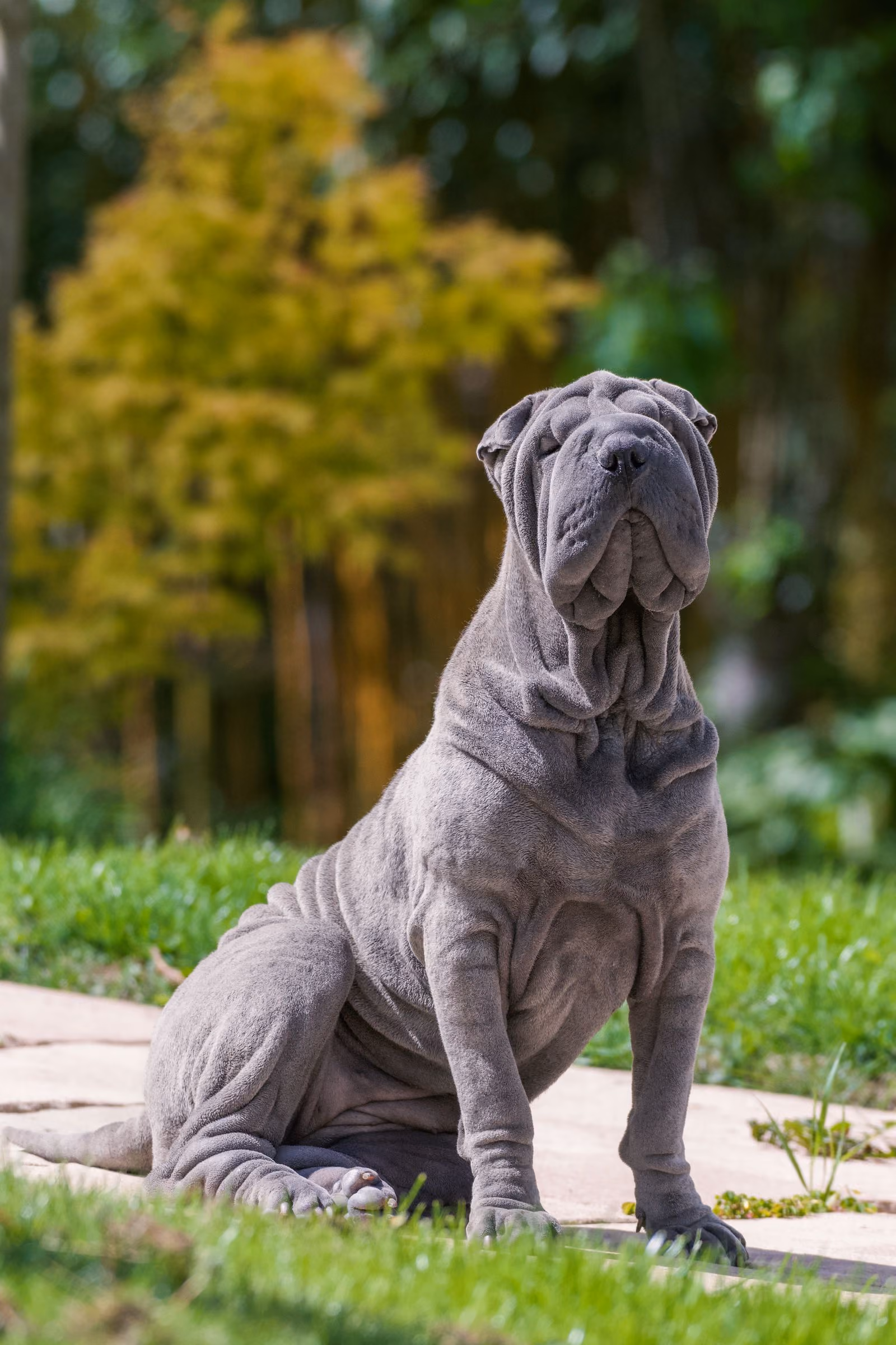 Placeholder photograph of a grey Shar Pei sitting upright on a path with trees behind it, standing in for a picture of the brothers