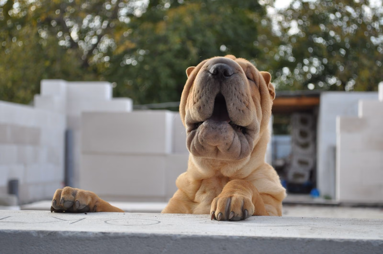 Placeholder photograph of a cream Shar Pei resting its chin on a concrete step, standing in for a picture of the brothers