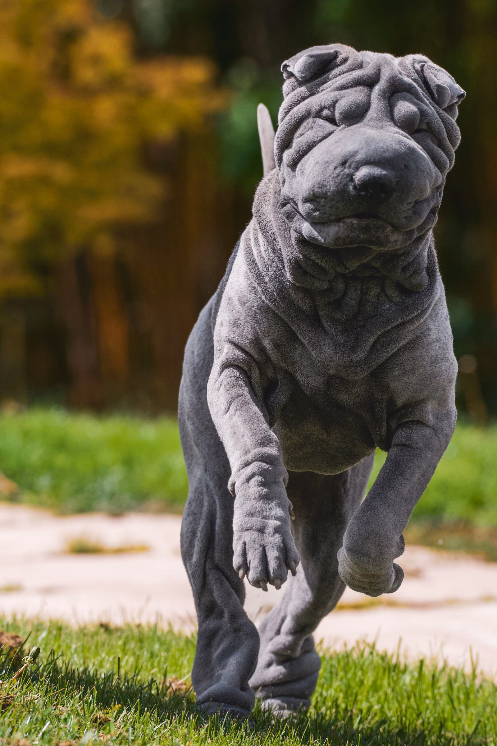 Placeholder photograph of another dog, standing in for the clip called Zoomies, unedited