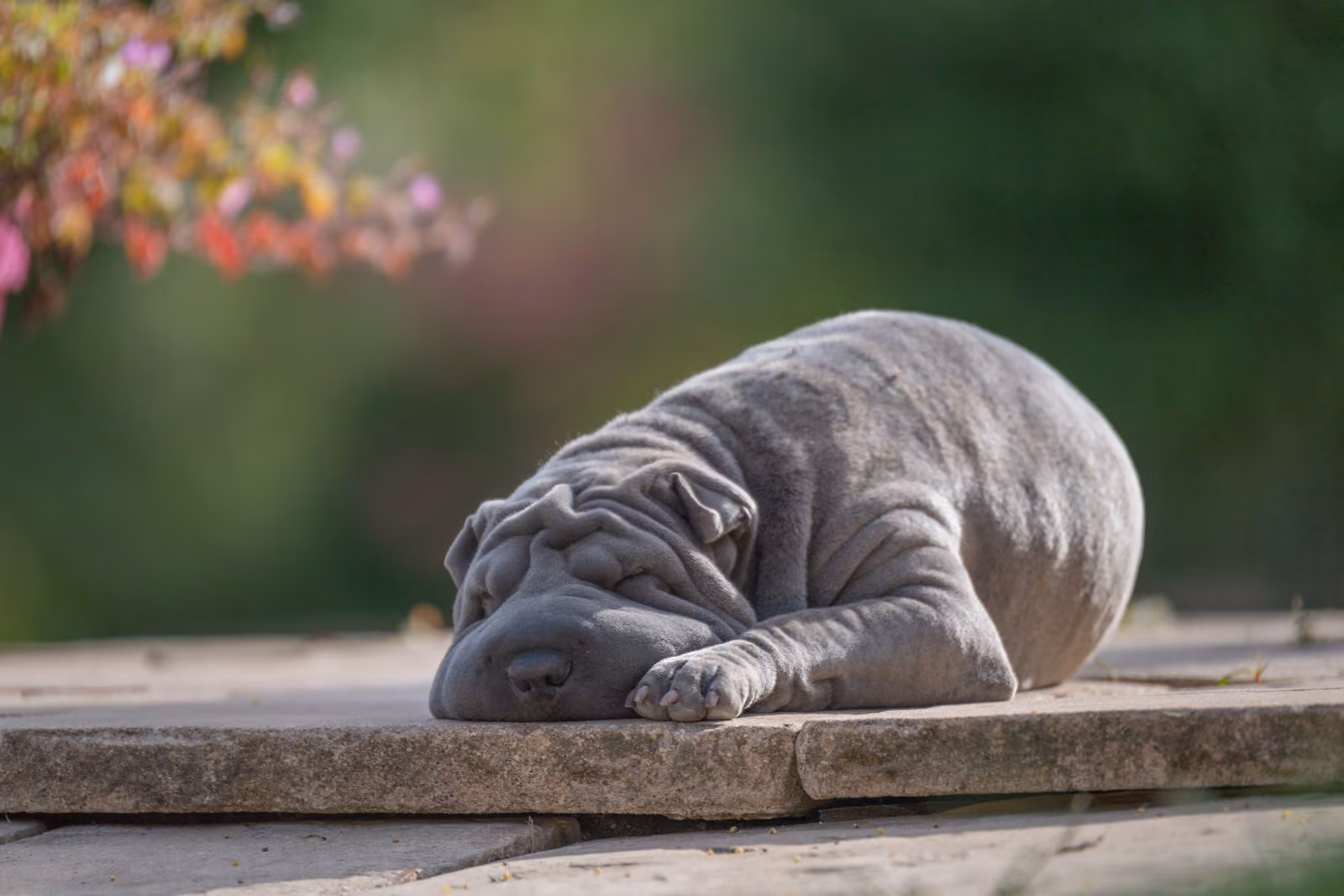 Placeholder photograph of a grey Shar Pei curled up asleep on a stone step, standing in for a picture of the brothers