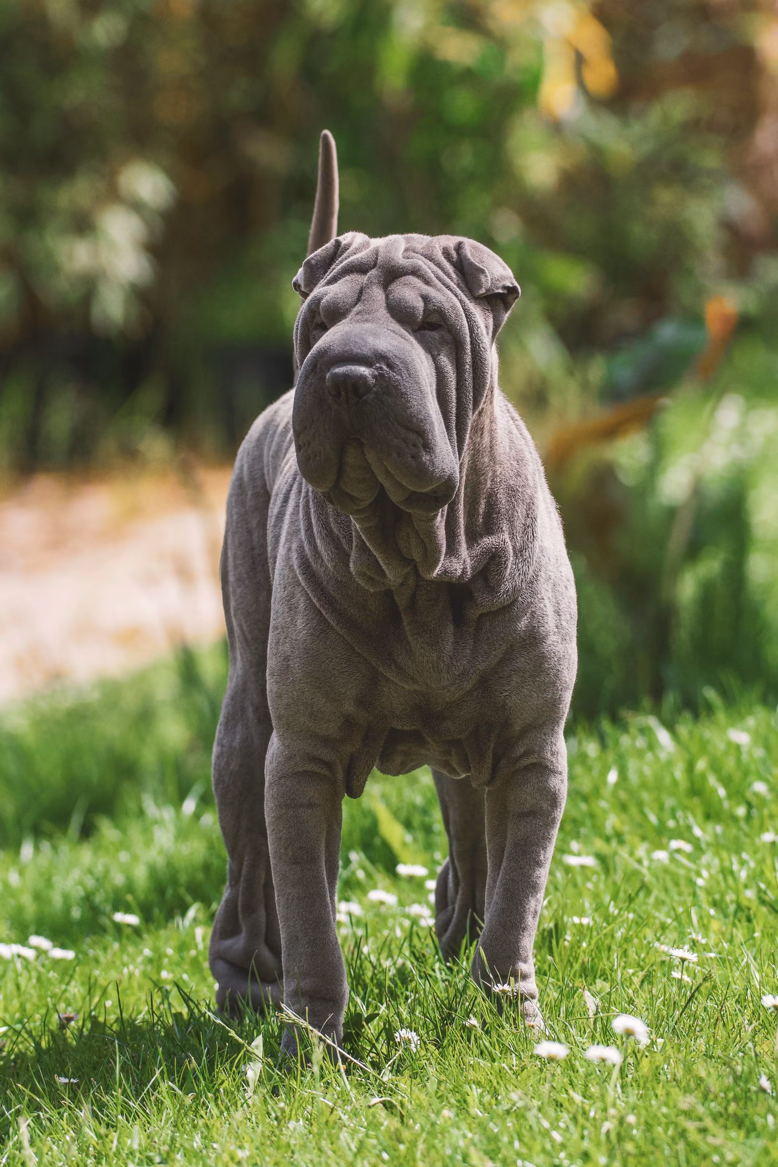 Placeholder photograph of a grey Shar Pei standing on grass and facing the camera, standing in for a picture of the brothers