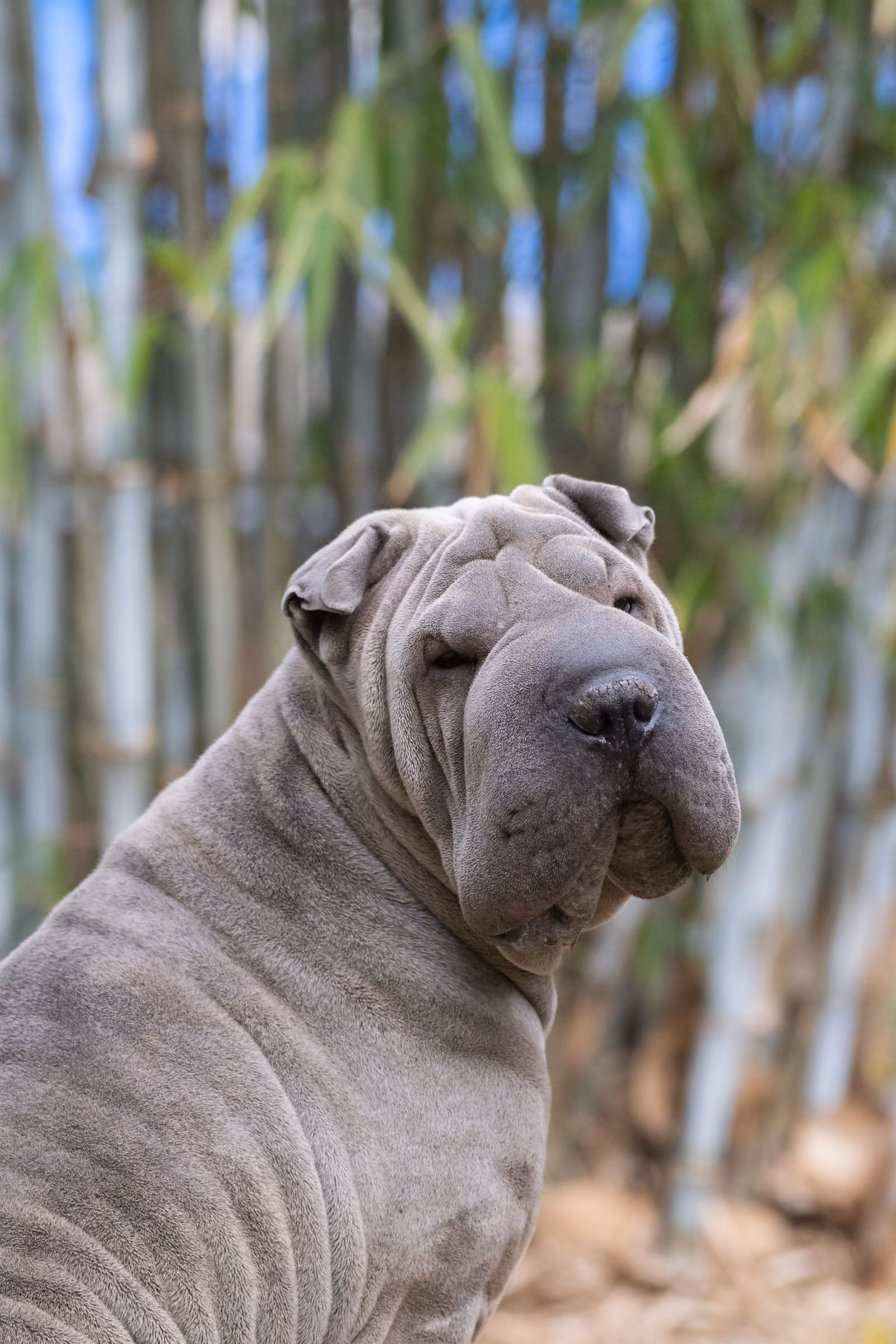 Placeholder photograph of another dog, standing in for the clip called A very serious drink of water
