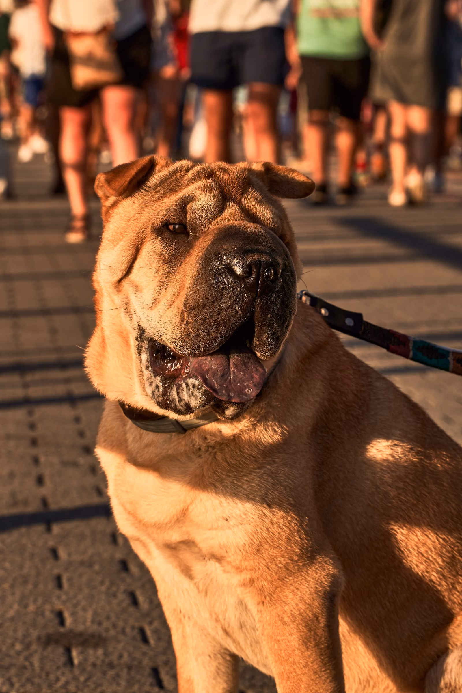Placeholder photograph of a tan Shar Pei on a lead in bright sun, mouth open and happy, standing in for a picture of the brothers