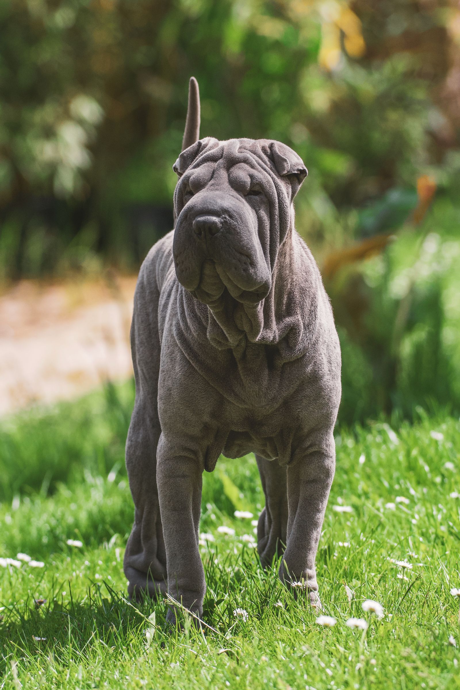 Placeholder photograph of a grey Shar Pei standing on grass and facing the camera, standing in for a picture of the brothers