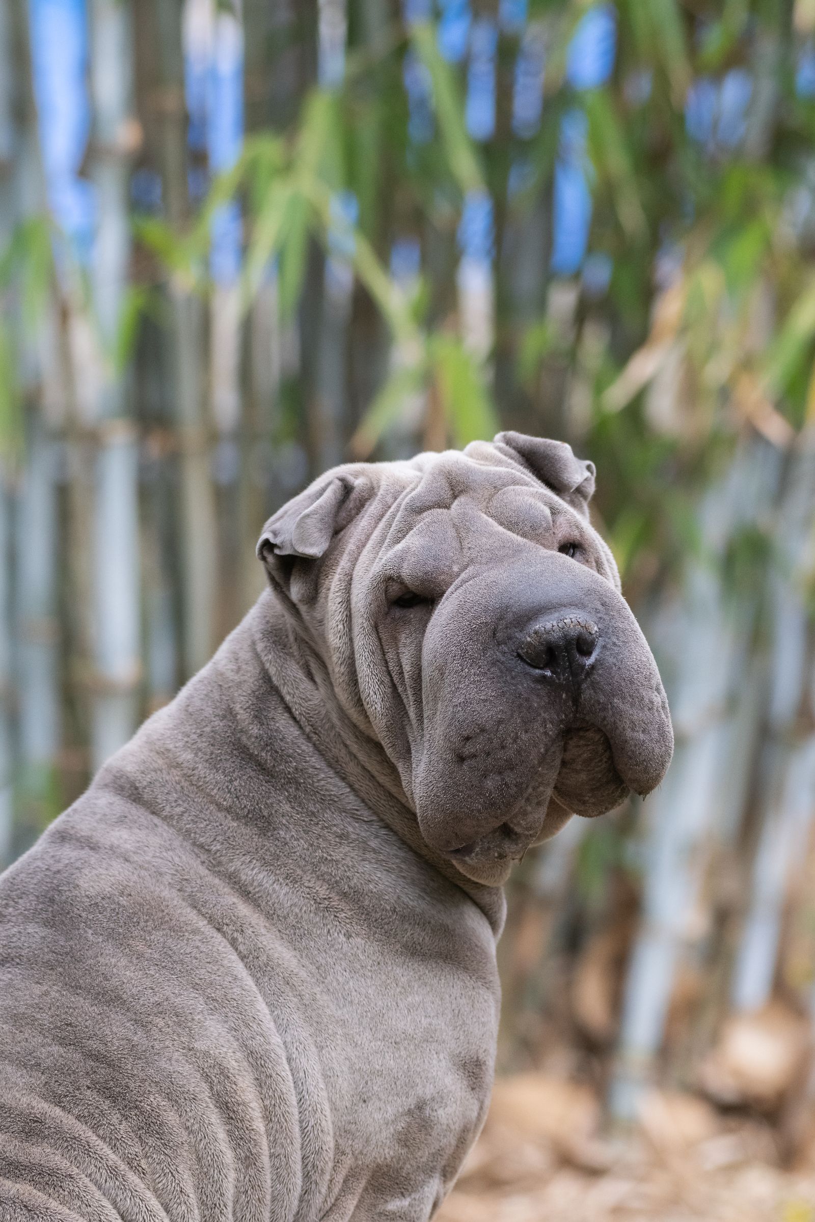 Placeholder photograph of a grey Shar Pei in front of a bamboo fence, shown from the shoulders up, standing in for a picture of the brothers